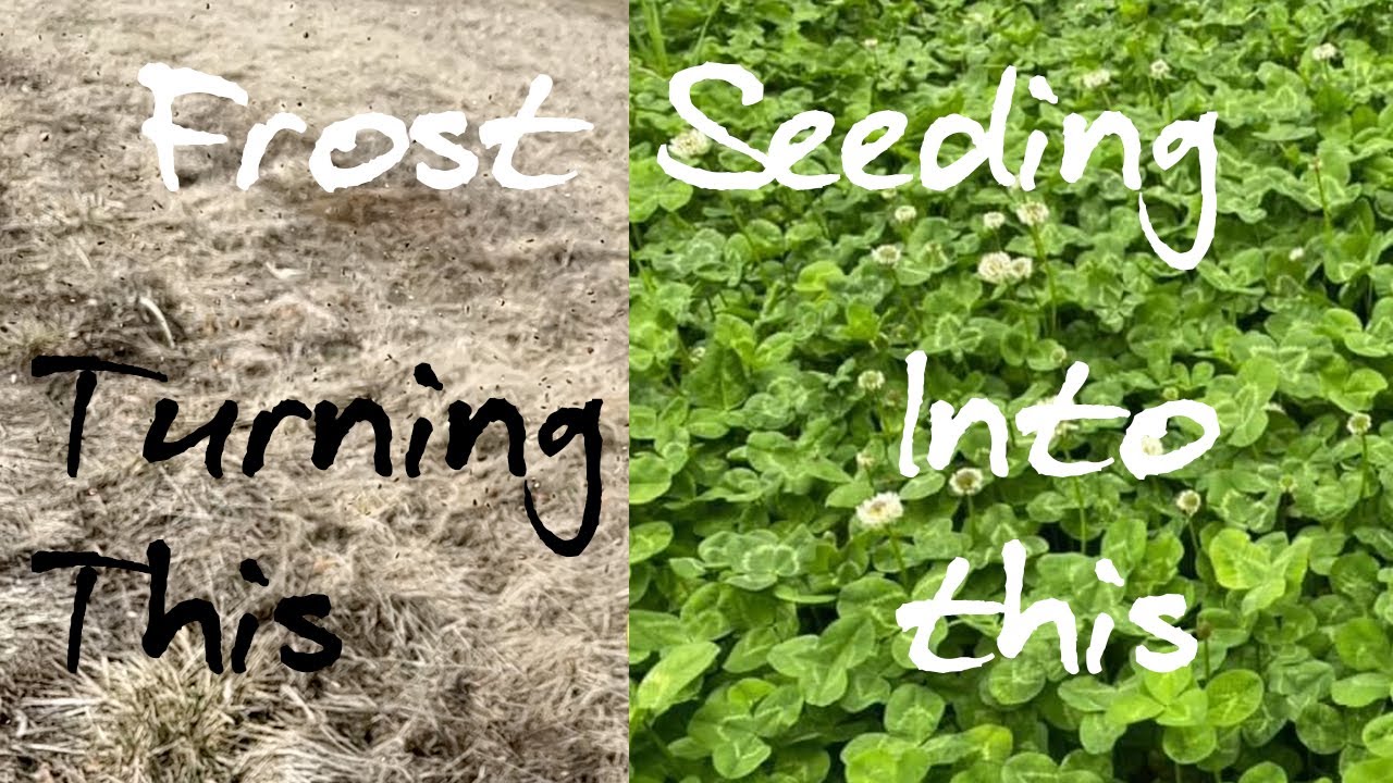 Посев многолетнего клевера и люцерны на кормовой площадке с использованием морозостойких культур ...