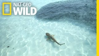 A Blacktip Feeding Frenzy | Blitzkrieg Sharks