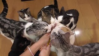 保護猫　猫　保護して９３日目　おやつをあげたら凄いことに　【ねこ cat】