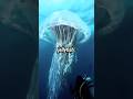 Jellyfish Is Immortal🪼
