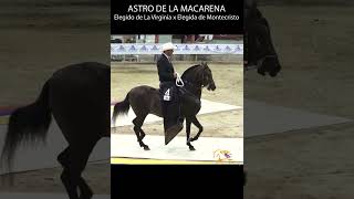 ASTRO DE LA MACARENA TROTE Y GALOPE #troteygalope #horse #shortsvideo