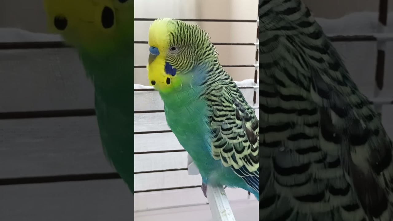 Susturamıyoruz 🤣🤣🐦 #muhabbetkuşu #birds #muhabbetkuslari #muhabbetkuşufıstık #kuslar #parrot