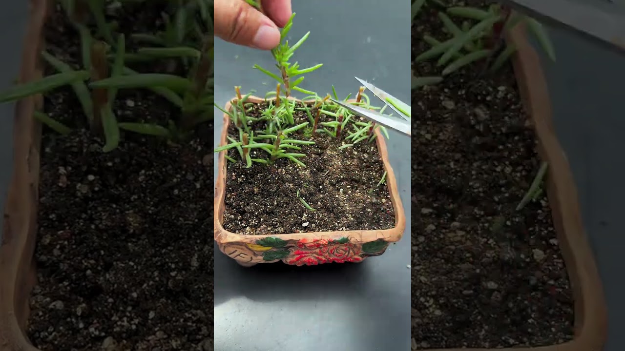 sun flowers cutting amazing and beautiful most beautiful