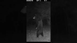 Nighttime Encounter: Black Bear Stands Tallr #wildlife #wildanimals #bear