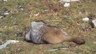 Marmots in Whistler, Canada, September 2015