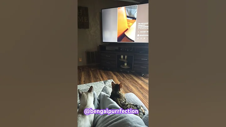 Video 9075101: bengalcat bengals cats, leopard cat bengalcat, bengalcat usa