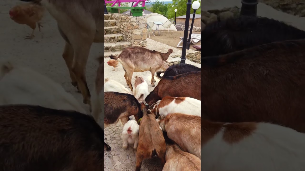 Goat Adventures: Unraveling the Curious World of Goats!