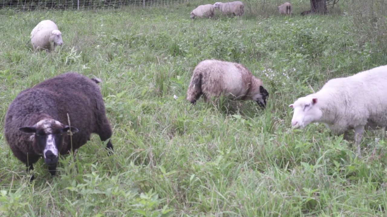 Climate Smart Farming Story: Gansvoort Farm