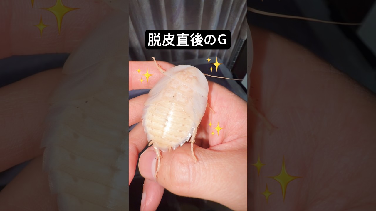 脱皮直後のGが美しい..✨ #shorts #生物