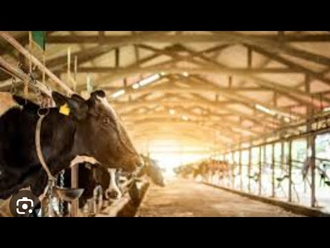 Illegal Meat farms! - YouTube