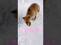 人懐っこいキタキツネ#北海道#かわいい#癒し#キツネ#狐#キタキツネ#キタキツネ牧場#fox#動物#zoo#動物園#北見市