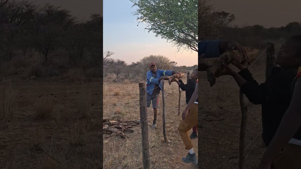 Permaculture by day cowboy by night.