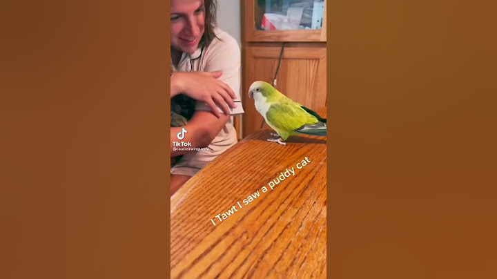 Bird says “I thought I saw a puddy cat”