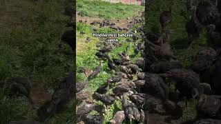 Hi̇ndi̇leri̇ Saldik