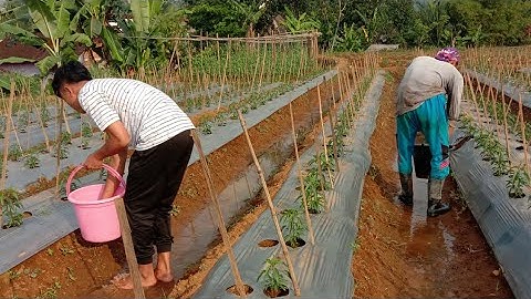Rahasia Pupuk Cabe 30HST Ganti Total Agar Berbuah Lebat