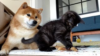 The dignity of the Shiba Inu, who accurately manages the babysitters of kittens