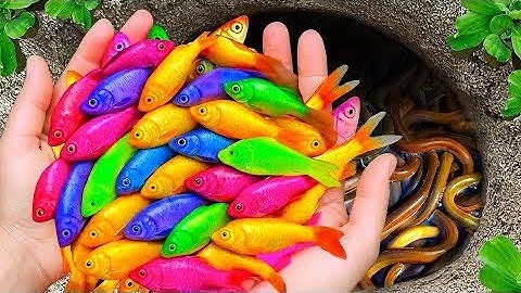 Catching small fish, Capture and observe creatures in the countryside #fishing 