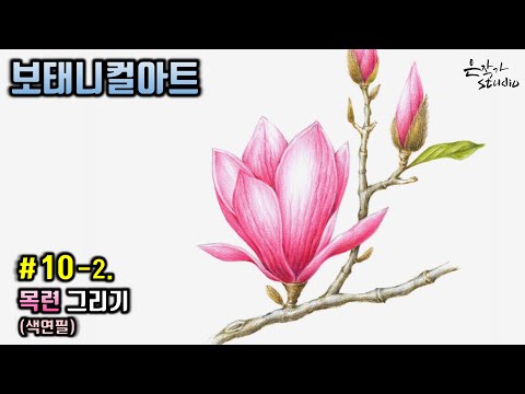 [Lukisan Bunga / Seni Botani] # 10-2. Menggambar Magnolia dengan pensil warna (Pelajaran Menggambar)