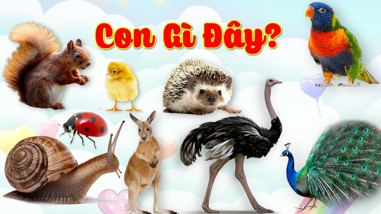 CON GÌ ĐÂY P2 | TIẾNG KÊU CÁC CON VẬT BÒ SỮA, CON GÀ, , CON CHIM, ĐÀ ...