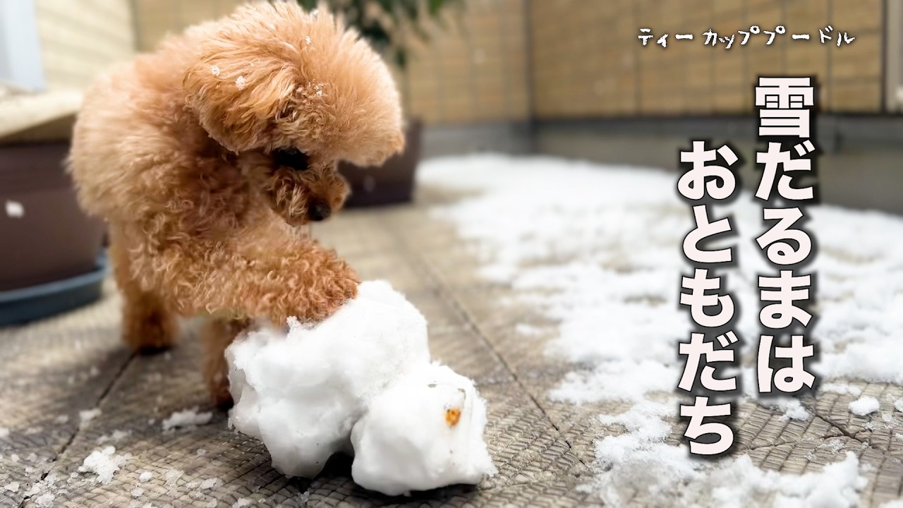 さよなら。またいつか、どこかで。小さなトイプードルが雪遊びをした日🐶