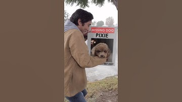 Using MAGIC to find LOST DOG 🐶