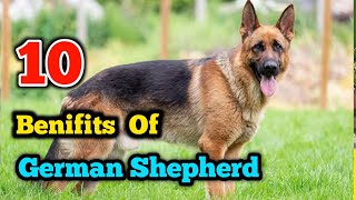 10 Benifits Of German Shepherd | Benifts Of German Shepherd | Kannada | Dog Facts