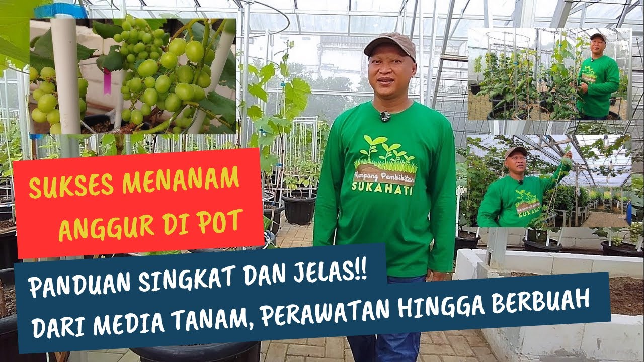 Panduan Singkat Dan Jelas, Sukses Menanam Pohon Anggur Di Pot. Ruslan Paris Cibinong