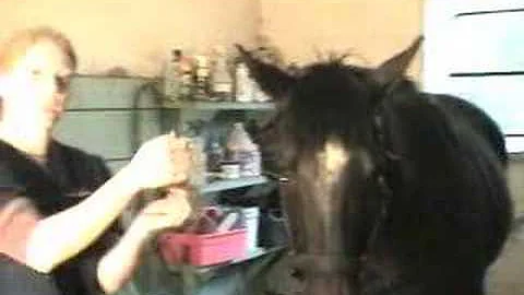 Romeo THE HORSE gets dental work Part 1