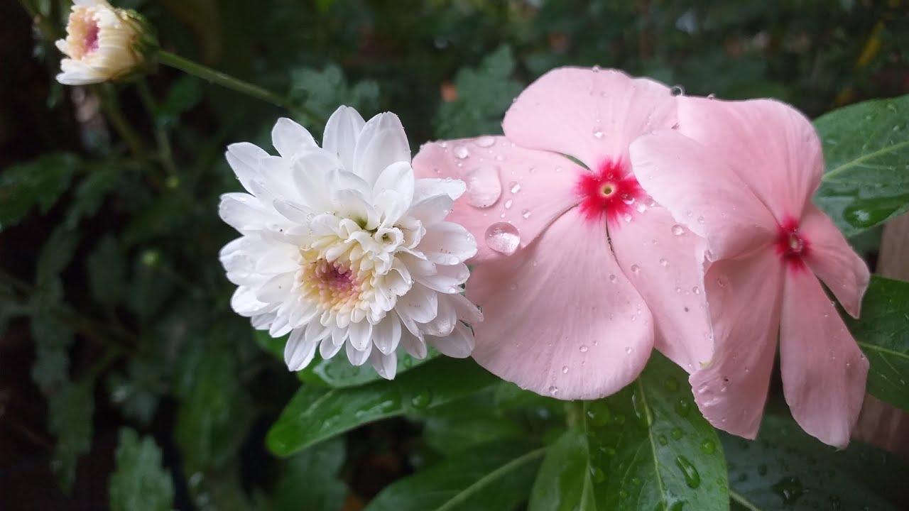 Muita chuva aqui no meu paraíso de flores 