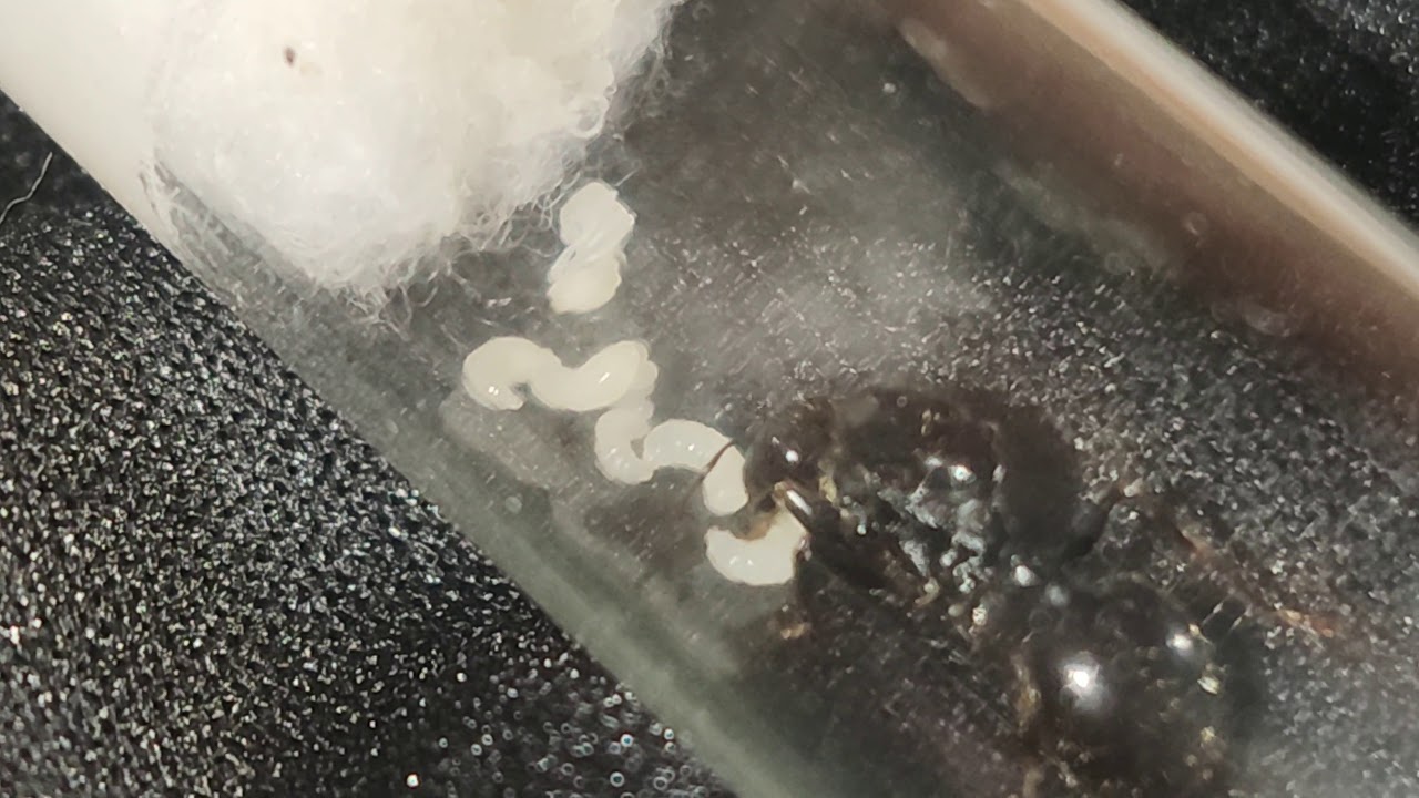 Première nymphe de ma gyne messor barbarus 😀🐜