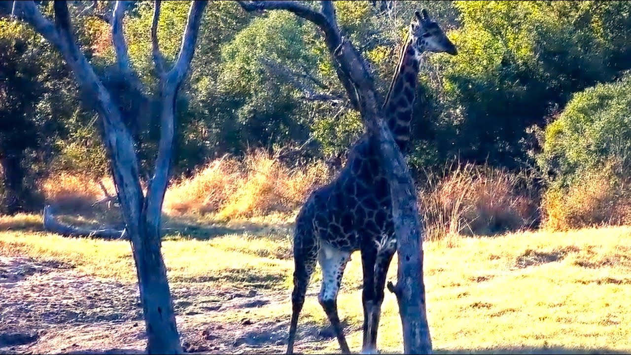 Celebrate World Giraffe Day June 21st with a few of our giraffe sightings over the years