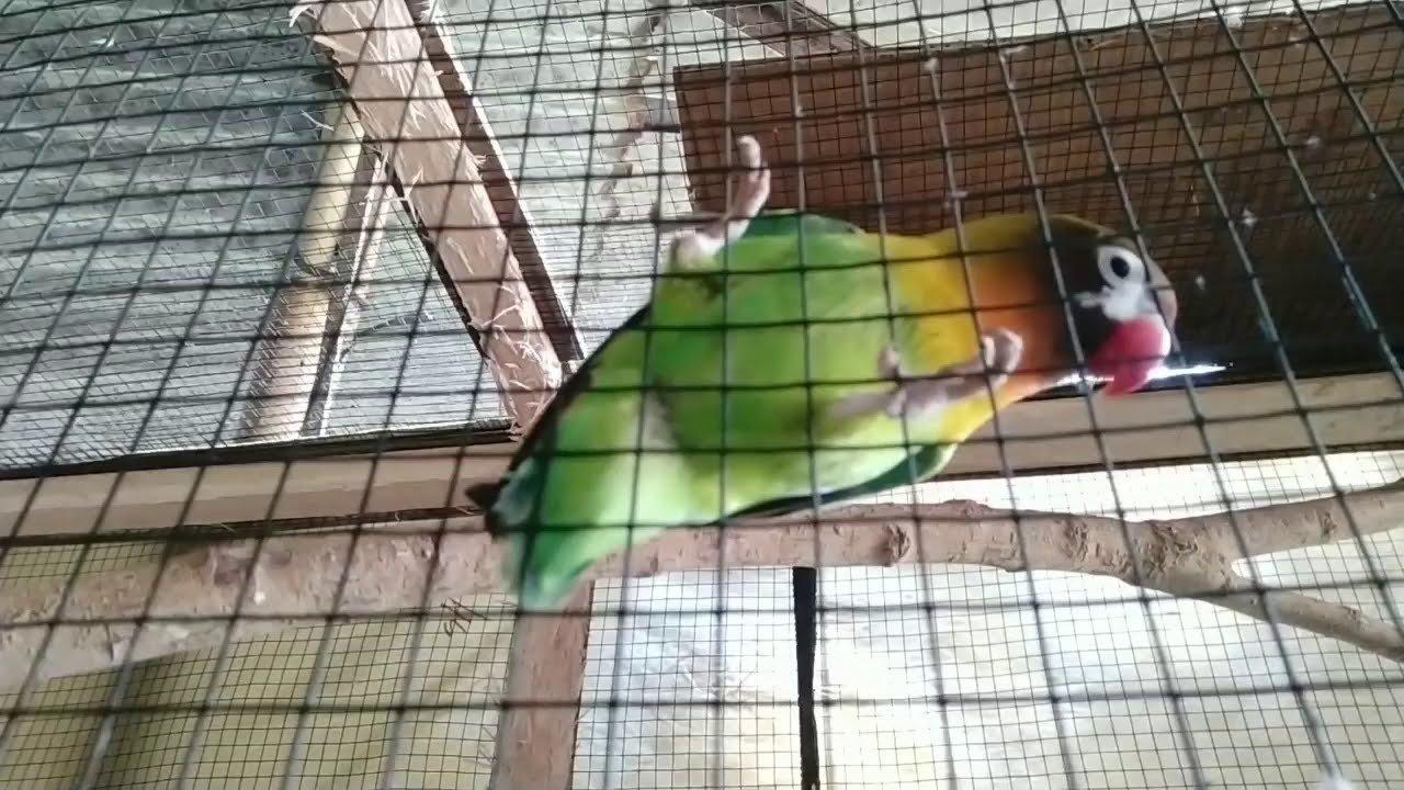 tingkah lucu burung Lovebird 