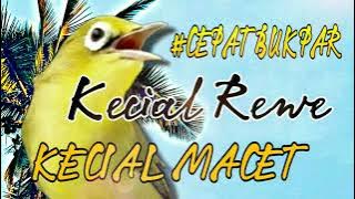 MP3 Kecial rewe, kecial macet cepat gacor ‼️ TV KEDIT
