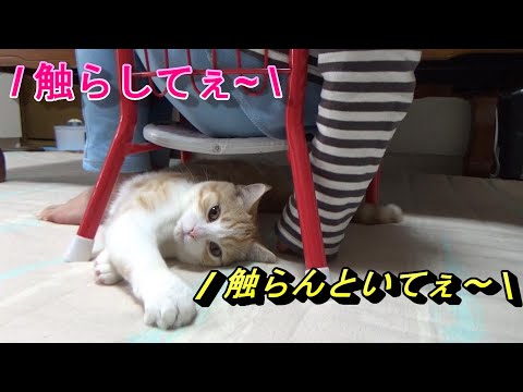 触られたくない猫VS触りたい次女【スコティッシュフォールド】