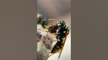 Wasps and Spiders are also beneficial pollinators #wasps #spiders #beekeeping #bees