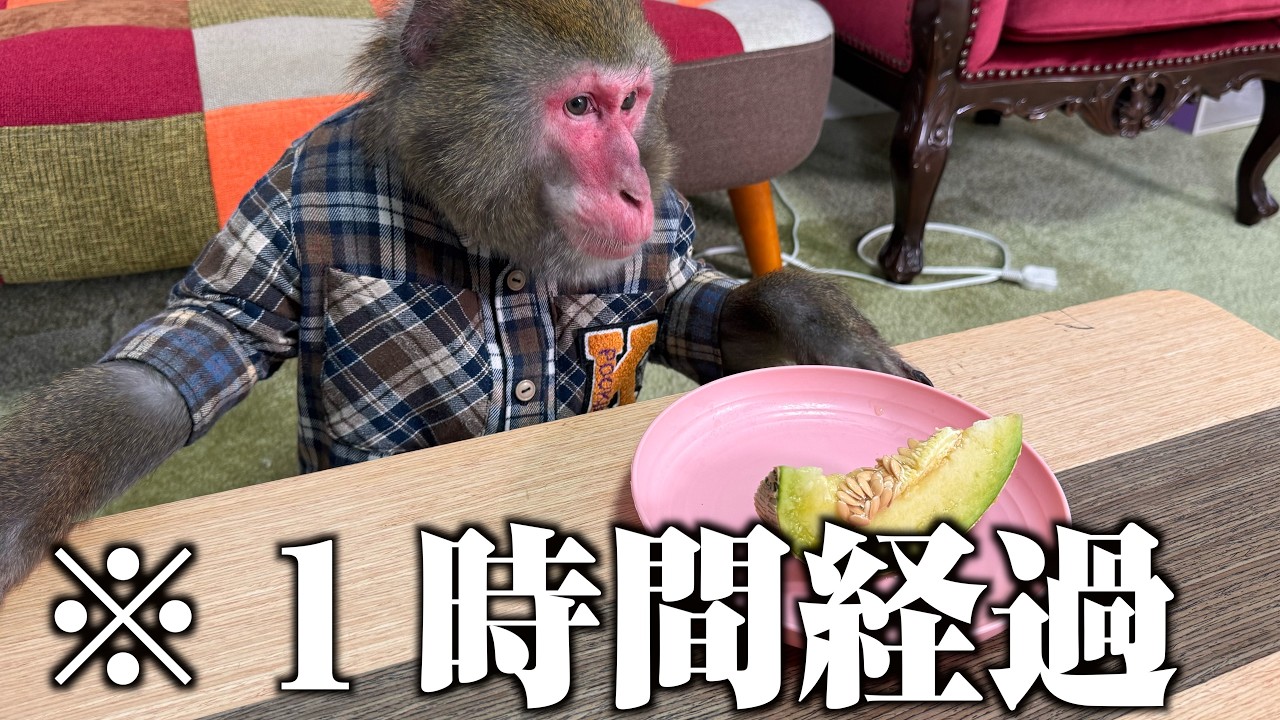 What Does the Monkey Do If the 