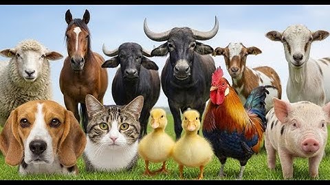 Learn 300 Animal Names in English | Kids Animal Learning Video 🌍🐾