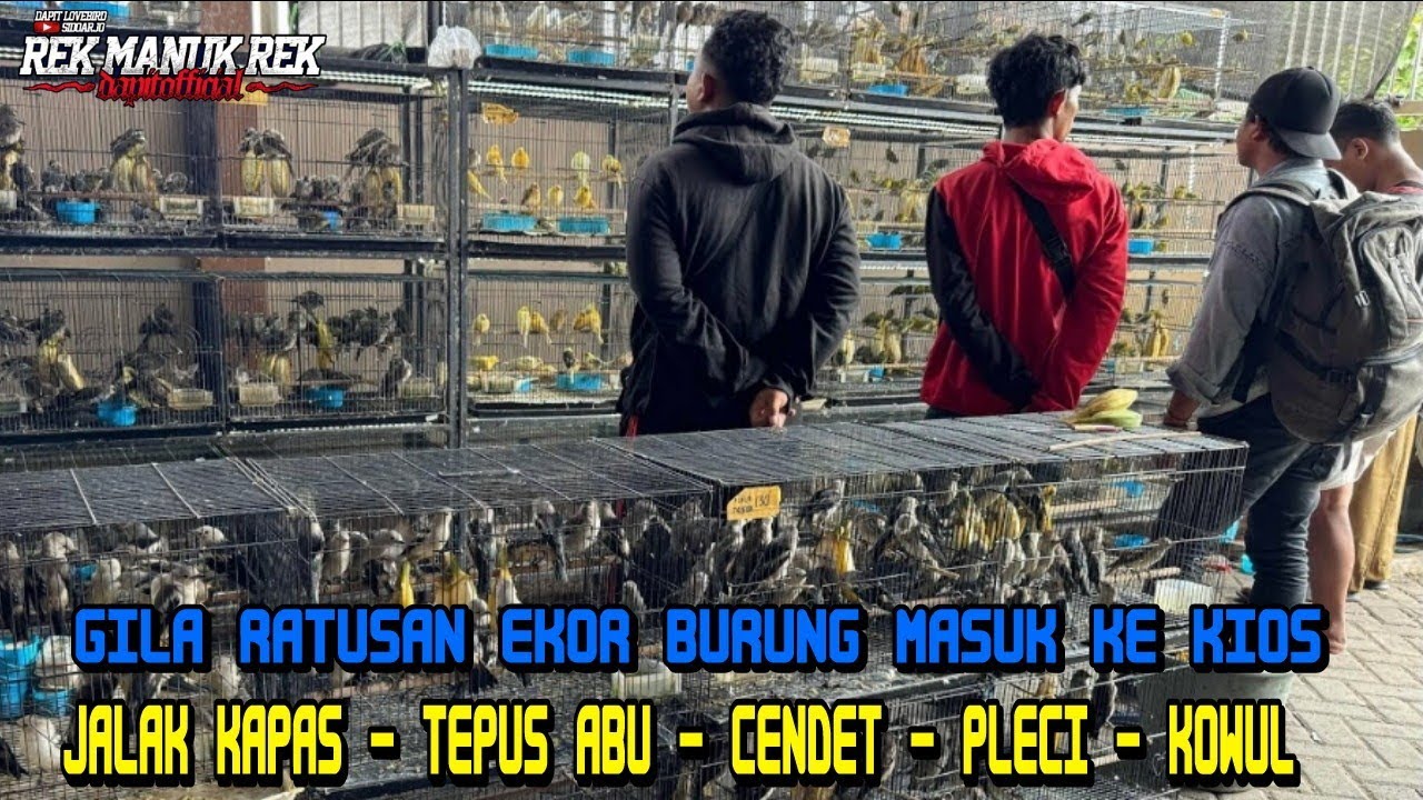 GILA RATUSAN EKOR BURUNG JALAK KAPAS - TEPUS ABU - CENDET - PLECI - KOWUL DLL