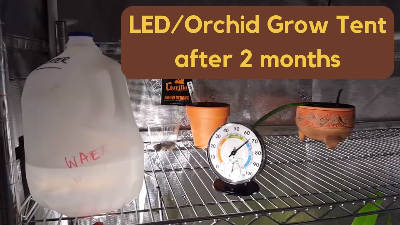 Orchid grow tent update after 2 months | Hobby Bobby