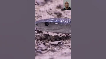 ثعبان المامبا 