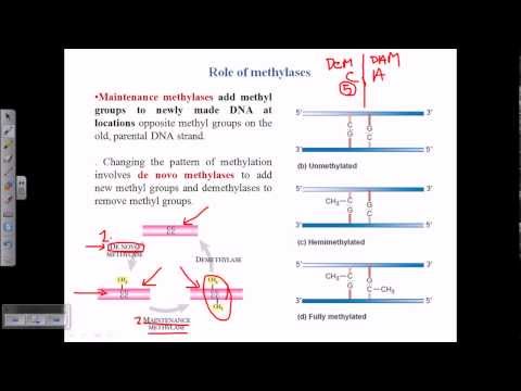 Types of DNA