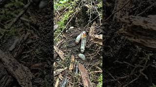 POV: You Are a Beetle Larva Crawling Into the Soil”#POV #BeetleLarva #Grub #InsectPOV #MicroCamera