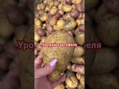 Урожай картофеля/ Выкопали картошку