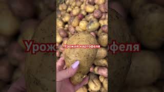 Урожай картофеля/ Выкопали картошку