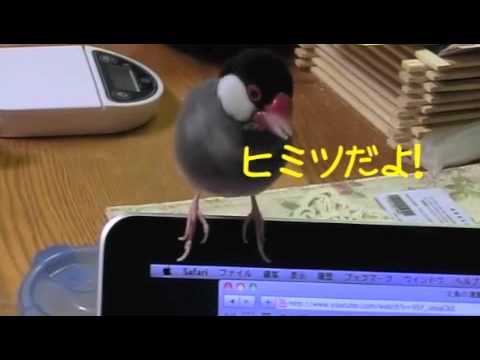 文鳥動画 Java sparrow 文鳥ズ ある日の観察日記