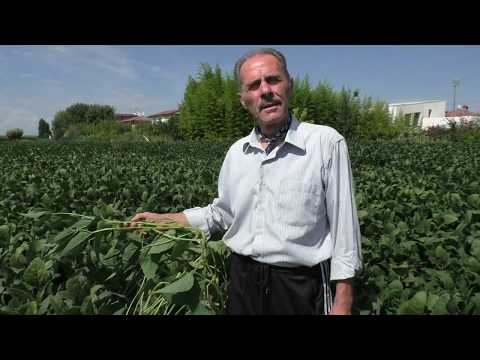 Video: Come coltivare l'erba gatta: 11 passaggi (con immagini)