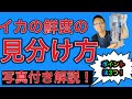 【主婦必見！】スーパーに売ってるイカの鮮度の見分け方！これを見れば新鮮なイカが購入できます！