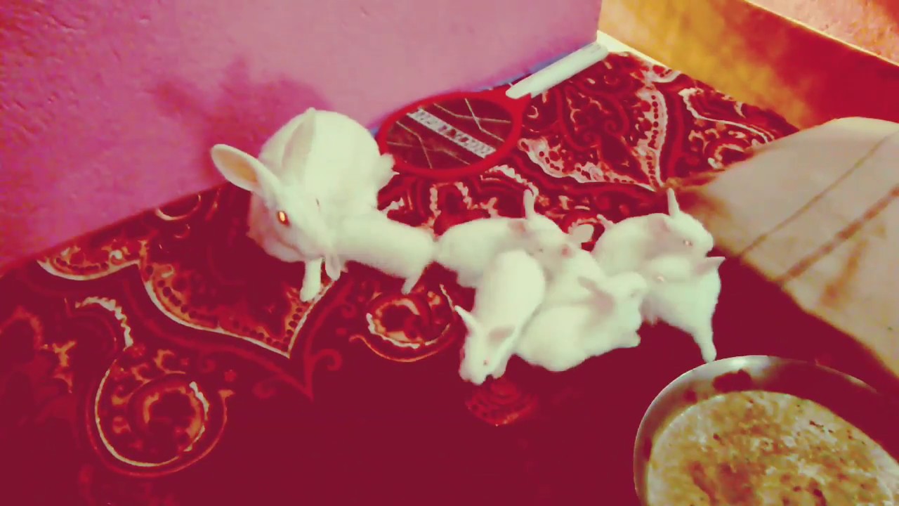 Mummy Catching Rabbit Comedyentertain | Baby bunnies chasing her mother rabbit for feed ...