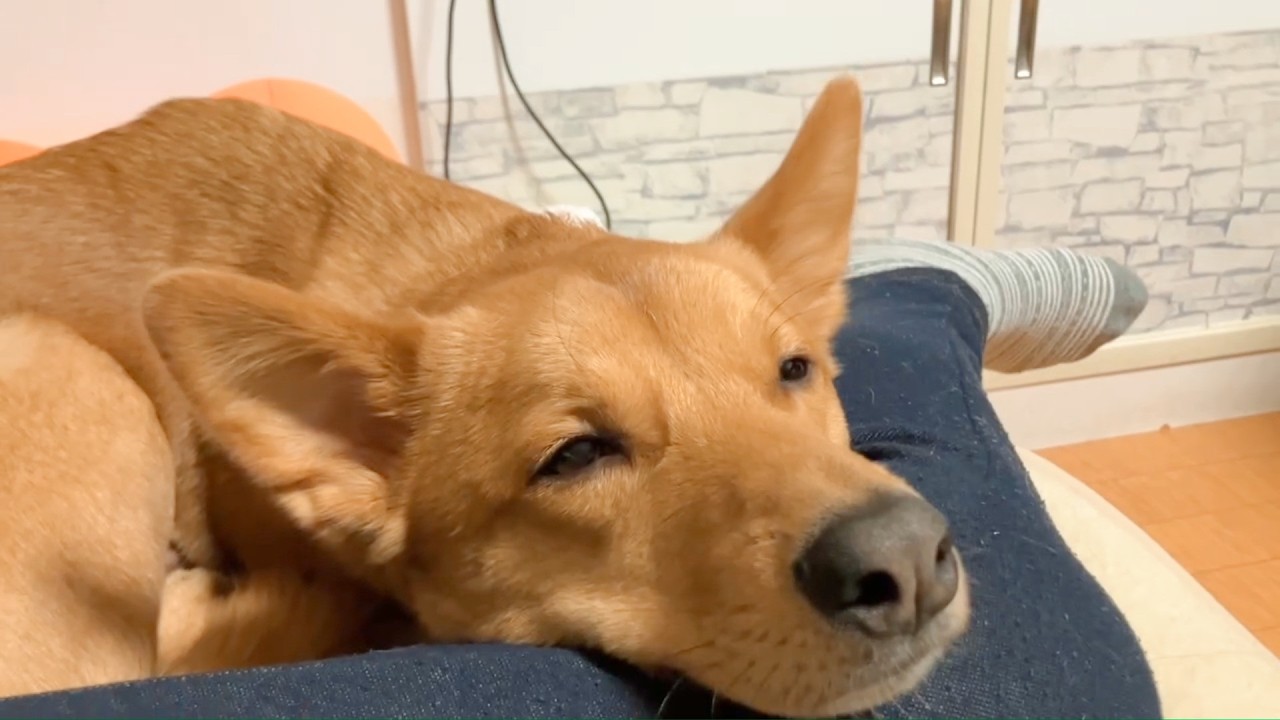 元保護犬「さんちゃん」#188 2026/2/21～2026/2/27 今週はたっくさん