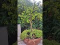 Fukien Tea Bonsai (Carmona Bonsai #bonsai #bonsaitree #shorts